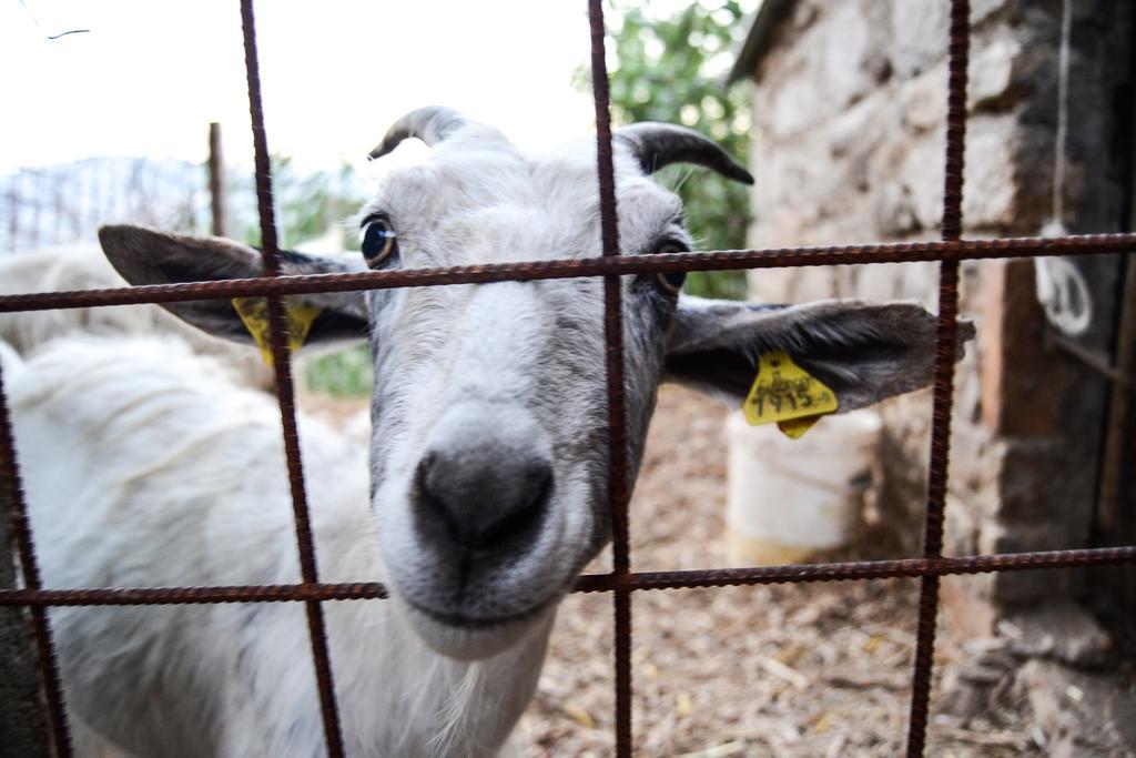 Agriturismo Montagnola Abruzzo Villa Casalanguida Dış mekan fotoğraf